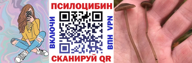 Галлюциногенные грибы MAGIC MUSHROOMS  цены   Рошаль 
